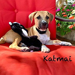 Thumbnail photo of Katmai #2