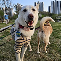 adopt-pet