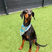 adopt a pet