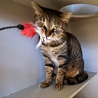 adopt a pet