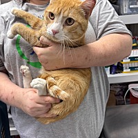 adopt a pet