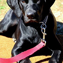 Thumbnail photo of MAGGIE(TRAINED--GORGEOUS PUPPY #2