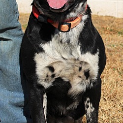 Thumbnail photo of Buster ~adopted! #2