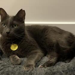 Montreal Qc Domestic Shorthair Meet Ti Bebe A Pet For Adoption