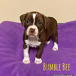 Photo of BumbleBee