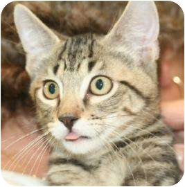 Tucson, AZ - Domestic Shorthair. Meet Dusty a Pet for ...