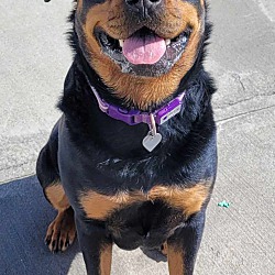 Thumbnail photo of Sophie! Silly Rottie Girl! #2