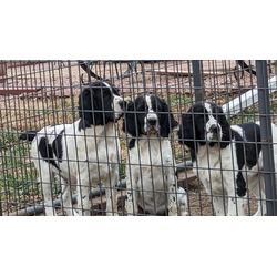 Thumbnail photo of Springer Litter Due May 2024 #2