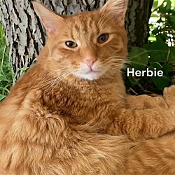 Thumbnail photo of Herbie aka Abe #1