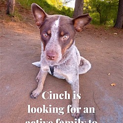 Thumbnail photo of Cinch #2