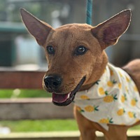 adopt a pet