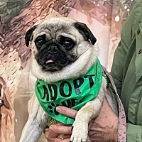 adopt a pet