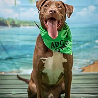 adopt a pet