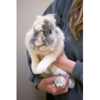 adopt-pet