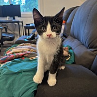adopt a pet