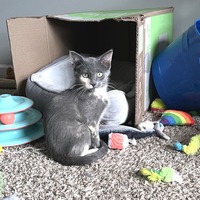 adopt a pet