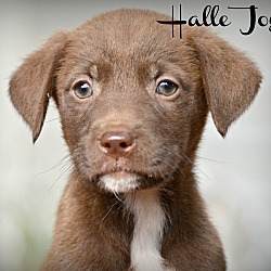 Thumbnail photo of Halle Joy~adopted! #1