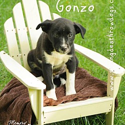 Husky Puppies For Sale In Topeka Kansas Adoptapet Com