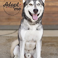 adopt a pet