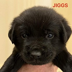 Photo of Jiggs JuM