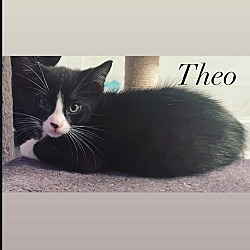 Thumbnail photo of Theo #3