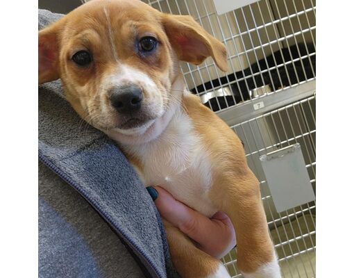 Asheville, NC - Mixed Breed (Small). Meet Hugs a Pet for Adoption ...