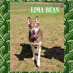 Thumbnail photo of Lima Bean #1