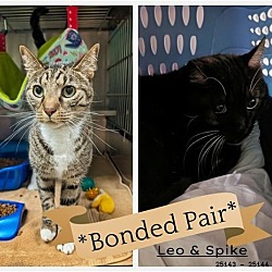 Photo of Spike and Leo - FREE Adoption Fee and Gift Bag