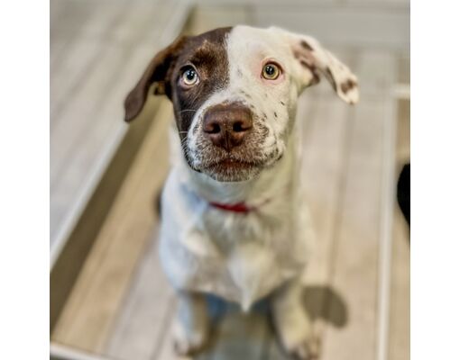 San Francisco, CA - American Pit Bull Terrier/Mixed Breed (Medium ...