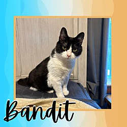 Photo of Bandit