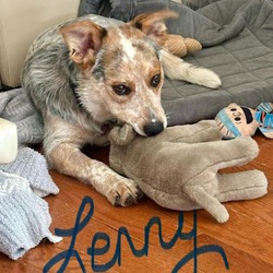 Thumbnail photo of Lenny (Vince) #4