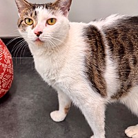Adopt A Pet :: Kaia (Wren) - Leonardtown, MD