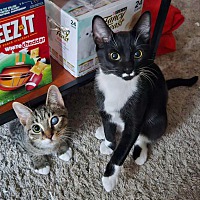 adopt a pet