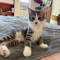 adopt a pet