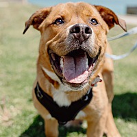 adopt-pet