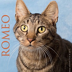 Photo of Romeo