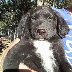 Thumbnail photo of Zander (adoption pending) #1
