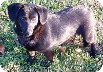 schipperke dachshund mix