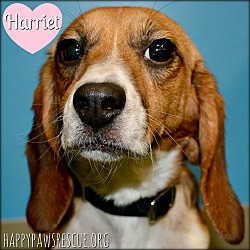 Photo of Harriet
