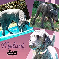 Photo of Melani (Ritzy)