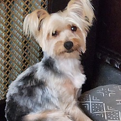 Photo of Sweetie