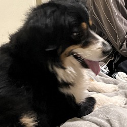 Photo of Balto