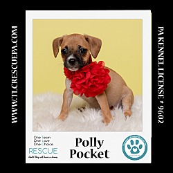 Thumbnail photo of Polly Pocket (Ten Spots) 082424 #1