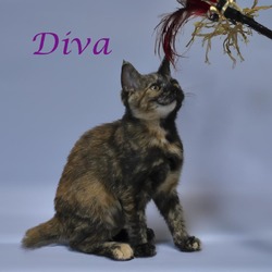 Thumbnail photo of Diva C24-246 #3