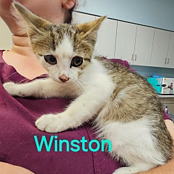 Thumbnail photo of Winston #2