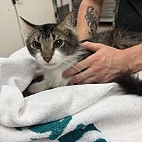 adopt a pet