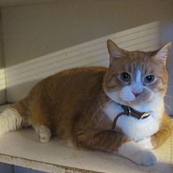 Thumbnail photo of Lewis (declawed) #2