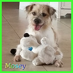 Thumbnail photo of Mosey #3