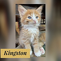 Photo of Kingston