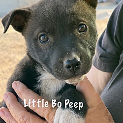Photo of Little Bo Peep